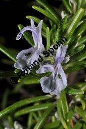 Rosmarin, Rosmarinus officinalis, Lamiaceae, Rosmarinus officinalis, Rosmarin, Blhend Kauf von 00892_rosmarinus_officinalis_dsc_1529.jpg