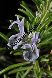 Rosmarin, Rosmarinus officinalis, Lamiaceae, Rosmarinus officinalis, Rosmarin, Blühend Kauf von 00892_rosmarinus_officinalis_dsc_1531.jpg