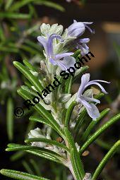 Rosmarin, Rosmarinus officinalis, Lamiaceae, Rosmarinus officinalis, Rosmarin, Blühend Kauf von 00892_rosmarinus_officinalis_dsc_1748.jpg