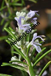 Rosmarin, Rosmarinus officinalis, Lamiaceae, Rosmarinus officinalis, Rosmarin, Blühend Kauf von 00892_rosmarinus_officinalis_dsc_1749.jpg