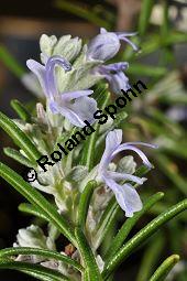 Rosmarin, Rosmarinus officinalis, Lamiaceae, Rosmarinus officinalis, Rosmarin, Blühend Kauf von 00892_rosmarinus_officinalis_dsc_1751.jpg