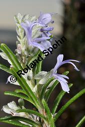 Rosmarin, Rosmarinus officinalis, Lamiaceae, Rosmarinus officinalis, Rosmarin, Blühend Kauf von 00892_rosmarinus_officinalis_dsc_1752.jpg