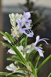 Rosmarin, Rosmarinus officinalis, Lamiaceae, Rosmarinus officinalis, Rosmarin, Blühend Kauf von 00892_rosmarinus_officinalis_dsc_1754.jpg