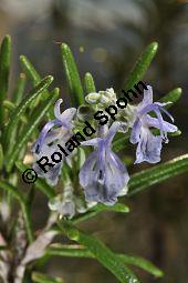 Rosmarin, Rosmarinus officinalis, Lamiaceae, Rosmarinus officinalis, Rosmarin, Blühend Kauf von 00892_rosmarinus_officinalis_dsc_1759.jpg