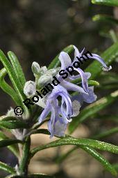 Rosmarin, Rosmarinus officinalis, Lamiaceae, Rosmarinus officinalis, Rosmarin, Blhend Kauf von 00892_rosmarinus_officinalis_dsc_1761.jpg