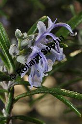 Rosmarin, Rosmarinus officinalis, Lamiaceae, Rosmarinus officinalis, Rosmarin, Blühend Kauf von 00892_rosmarinus_officinalis_dsc_1762.jpg