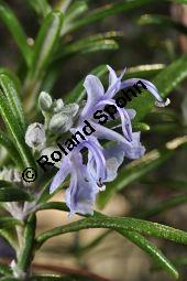 Rosmarin, Rosmarinus officinalis, Lamiaceae, Rosmarinus officinalis, Rosmarin, Blhend Kauf von 00892_rosmarinus_officinalis_dsc_1763.jpg