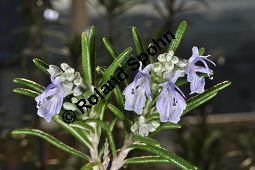 Rosmarin, Rosmarinus officinalis, Lamiaceae, Rosmarinus officinalis, Rosmarin, Blhend Kauf von 00892_rosmarinus_officinalis_dsc_1764.jpg