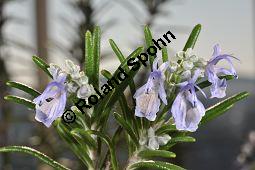 Rosmarin, Rosmarinus officinalis, Lamiaceae, Rosmarinus officinalis, Rosmarin, Blhend Kauf von 00892_rosmarinus_officinalis_dsc_1768.jpg