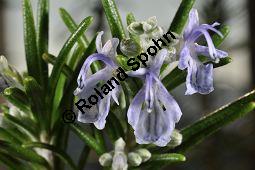 Rosmarin, Rosmarinus officinalis, Lamiaceae, Rosmarinus officinalis, Rosmarin, Blühend Kauf von 00892_rosmarinus_officinalis_dsc_1771.jpg