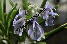 Rosmarin, Rosmarinus officinalis, Lamiaceae, Rosmarinus officinalis, Rosmarin, Blühend Kauf von 00892_rosmarinus_officinalis_dsc_1772.jpg