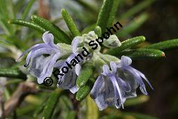 Rosmarin, Rosmarinus officinalis, Lamiaceae, Rosmarinus officinalis, Rosmarin, Blhend Kauf von 00892_rosmarinus_officinalis_dsc_1773.jpg