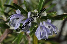 Rosmarin, Rosmarinus officinalis, Lamiaceae, Rosmarinus officinalis, Rosmarin, Blhend Kauf von 00892_rosmarinus_officinalis_dsc_1774.jpg