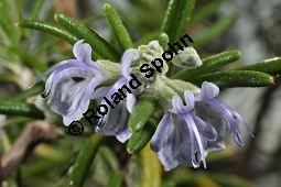 Rosmarin, Rosmarinus officinalis, Lamiaceae, Rosmarinus officinalis, Rosmarin, Blhend Kauf von 00892_rosmarinus_officinalis_dsc_1775.jpg