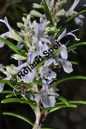 Rosmarin, Rosmarinus officinalis, Lamiaceae, Rosmarinus officinalis, Rosmarin, Blühend Kauf von 00892_rosmarinus_officinalis_dsc_1776.jpg