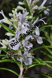 Rosmarin, Rosmarinus officinalis, Lamiaceae, Rosmarinus officinalis, Rosmarin, Blühend Kauf von 00892_rosmarinus_officinalis_dsc_1777.jpg