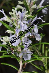 Rosmarin, Rosmarinus officinalis, Lamiaceae, Rosmarinus officinalis, Rosmarin, Blühend Kauf von 00892_rosmarinus_officinalis_dsc_1778.jpg