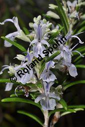 Rosmarin, Rosmarinus officinalis, Lamiaceae, Rosmarinus officinalis, Rosmarin, Blühend Kauf von 00892_rosmarinus_officinalis_dsc_1779.jpg