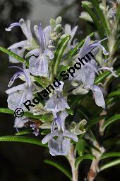 Rosmarin, Rosmarinus officinalis, Lamiaceae, Rosmarinus officinalis, Rosmarin, Blühend Kauf von 00892_rosmarinus_officinalis_dsc_1780.jpg