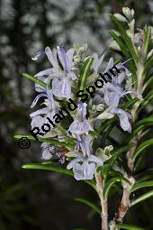 Rosmarin, Rosmarinus officinalis, Lamiaceae, Rosmarinus officinalis, Rosmarin, Blühend Kauf von 00892_rosmarinus_officinalis_dsc_1781.jpg