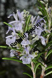 Rosmarin, Rosmarinus officinalis, Lamiaceae, Rosmarinus officinalis, Rosmarin, Blhend Kauf von 00892_rosmarinus_officinalis_dsc_1783.jpg