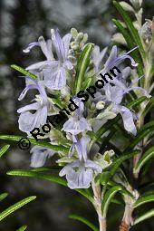 Rosmarin, Rosmarinus officinalis, Lamiaceae, Rosmarinus officinalis, Rosmarin, Blühend Kauf von 00892_rosmarinus_officinalis_dsc_1785.jpg