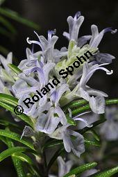 Rosmarin, Rosmarinus officinalis, Lamiaceae, Rosmarinus officinalis, Rosmarin, Blühend Kauf von 00892_rosmarinus_officinalis_dsc_1787.jpg