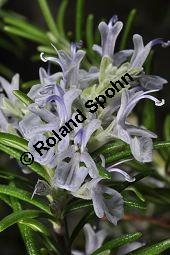 Rosmarin, Rosmarinus officinalis, Lamiaceae, Rosmarinus officinalis, Rosmarin, Blühend Kauf von 00892_rosmarinus_officinalis_dsc_1788.jpg