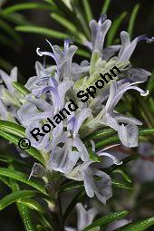 Rosmarin, Rosmarinus officinalis, Lamiaceae, Rosmarinus officinalis, Rosmarin, Blühend Kauf von 00892_rosmarinus_officinalis_dsc_1789.jpg