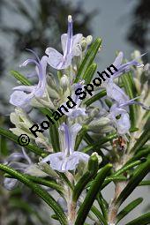 Rosmarin, Rosmarinus officinalis, Lamiaceae, Rosmarinus officinalis, Rosmarin, Blhend Kauf von 00892_rosmarinus_officinalis_dsc_1790.jpg