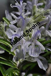 Rosmarin, Rosmarinus officinalis, Lamiaceae, Rosmarinus officinalis, Rosmarin, Blhend Kauf von 00892_rosmarinus_officinalis_dsc_1794.jpg