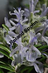 Rosmarin, Rosmarinus officinalis, Lamiaceae, Rosmarinus officinalis, Rosmarin, Blühend Kauf von 00892_rosmarinus_officinalis_dsc_1795.jpg