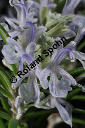 Rosmarin, Rosmarinus officinalis, Lamiaceae, Rosmarinus officinalis, Rosmarin, Blhend Kauf von 00892_rosmarinus_officinalis_dsc_1799.jpg