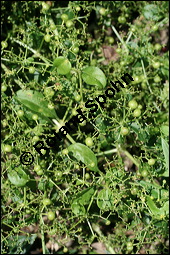 Echte Färberröte, Rubia tinctoria, Rubiaceae, Rubia tinctoria, Echte Färberröte, Krapp, Krappwurzel, Habitus fruchtend Kauf von 00893rubia_tinctoriaimg_3396.jpg