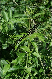 Echte Färberröte, Rubia tinctoria, Rubiaceae, Rubia tinctoria, Echte Färberröte, Krapp, Krappwurzel, Habitus fruchtend Kauf von 00893rubia_tinctoriaimg_3397.jpg