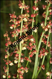 Großer Sauerampfer, Wiesen-Sauerampfer, Rumex acetosa, Polygonaceae, Rumex acetosa, Großer Sauerampfer, Wiesen-Sauerampfer, männlich blühend Kauf von 00894rumex_acetosaimg_7481.jpg