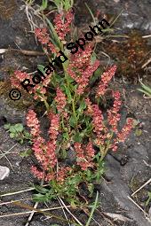 Kleiner Sauerampfer, Rumex acetosella, Rumex acetosella, Kleiner Sauerampfer, Polygonaceae, Habitus blhend Kauf von 00895_rumex_acetosella_dsc_0638.jpg