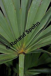 Sabal-Palme, Säge-Palme, Sägezahnpalme, Strauchpalmettopalme, Serenoa repens, Sabal serrulata, Palmae, Serenoa repens, Sabal serrulata, Sabal-Palme, Säge-Palme, Sägezahnpalme, Strauchpalmettopalme, Blattstiele Kauf von 00898_serenoa_repens_dsc_1685.jpg