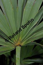 Sabal-Palme, Sge-Palme, Sgezahnpalme, Strauchpalmettopalme, Serenoa repens, Sabal serrulata, Palmae, Serenoa repens, Sabal serrulata, Sabal-Palme, Sge-Palme, Sgezahnpalme, Strauchpalmettopalme, Blattstiele Kauf von 00898_serenoa_repens_dsc_1685.jpg