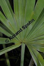 Sabal-Palme, Säge-Palme, Sägezahnpalme, Strauchpalmettopalme, Serenoa repens, Sabal serrulata, Palmae, Serenoa repens, Sabal serrulata, Sabal-Palme, Säge-Palme, Sägezahnpalme, Strauchpalmettopalme, Blattstiele Kauf von 00898_serenoa_repens_dsc_1686.jpg