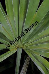 Sabal-Palme, Sge-Palme, Sgezahnpalme, Strauchpalmettopalme, Serenoa repens, Sabal serrulata, Palmae, Serenoa repens, Sabal serrulata, Sabal-Palme, Sge-Palme, Sgezahnpalme, Strauchpalmettopalme, Blattstiele Kauf von 00898_serenoa_repens_dsc_1687.jpg