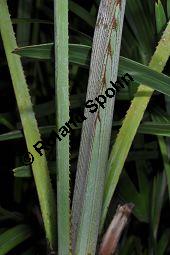 Sabal-Palme, Säge-Palme, Sägezahnpalme, Strauchpalmettopalme, Serenoa repens, Sabal serrulata, Palmae, Serenoa repens, Sabal serrulata, Sabal-Palme, Säge-Palme, Sägezahnpalme, Strauchpalmettopalme, Blattstiele Kauf von 00898_serenoa_repens_dsc_1688.jpg