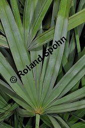 Sabal-Palme, Säge-Palme, Sägezahnpalme, Strauchpalmettopalme, Serenoa repens, Sabal serrulata, Palmae, Serenoa repens, Sabal serrulata, Sabal-Palme, Säge-Palme, Sägezahnpalme, Strauchpalmettopalme, Blattstiele Kauf von 00898_serenoa_repens_dsc_1689.jpg