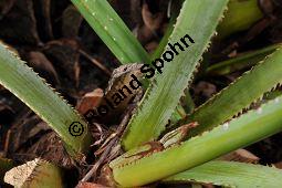 Sabal-Palme, Säge-Palme, Sägezahnpalme, Strauchpalmettopalme, Serenoa repens, Sabal serrulata, Palmae, Serenoa repens, Sabal serrulata, Sabal-Palme, Säge-Palme, Sägezahnpalme, Strauchpalmettopalme, Blattstiele Kauf von 00898_serenoa_repens_dsc_1690.jpg