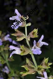 Echter Salbei, Garten-Salbei, Salvia officinalis, Salvia officinalis, Echter Salbei, Lamiaceae, Blühend Kauf von 00899_salvia_officinalis_dsc_1665.jpg