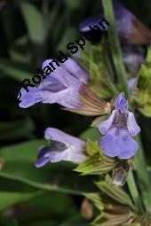 Echter Salbei, Garten-Salbei, Salvia officinalis, Salvia officinalis, Echter Salbei, Lamiaceae, Blühend Kauf von 00899_salvia_officinalis_dsc_1666.jpg