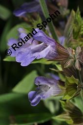 Echter Salbei, Garten-Salbei, Salvia officinalis, Salvia officinalis, Echter Salbei, Lamiaceae, Blühend Kauf von 00899_salvia_officinalis_dsc_1667.jpg