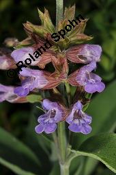 Echter Salbei, Garten-Salbei, Salvia officinalis, Salvia officinalis, Echter Salbei, Lamiaceae, Blühend Kauf von 00899_salvia_officinalis_dsc_4724.jpg