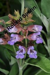 Echter Salbei, Garten-Salbei, Salvia officinalis, Salvia officinalis, Echter Salbei, Lamiaceae, Blühend Kauf von 00899_salvia_officinalis_dsc_4725.jpg