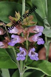 Echter Salbei, Garten-Salbei, Salvia officinalis, Salvia officinalis, Echter Salbei, Lamiaceae, Blühend Kauf von 00899_salvia_officinalis_dsc_4726.jpg